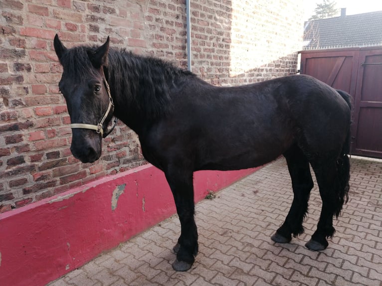 Noriker Wallach 5 Jahre 170 cm Rappe in Titz