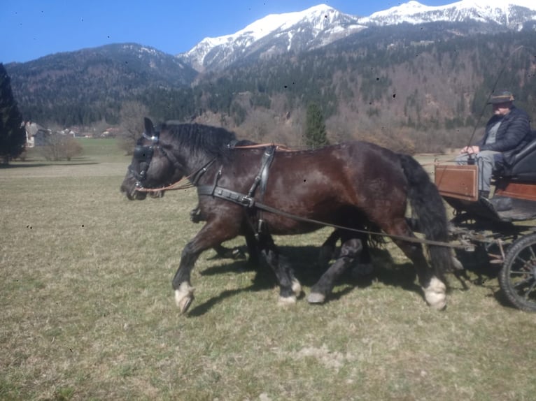 Noriker Wallach 5 Jahre Tigerschecke in St. Daniel