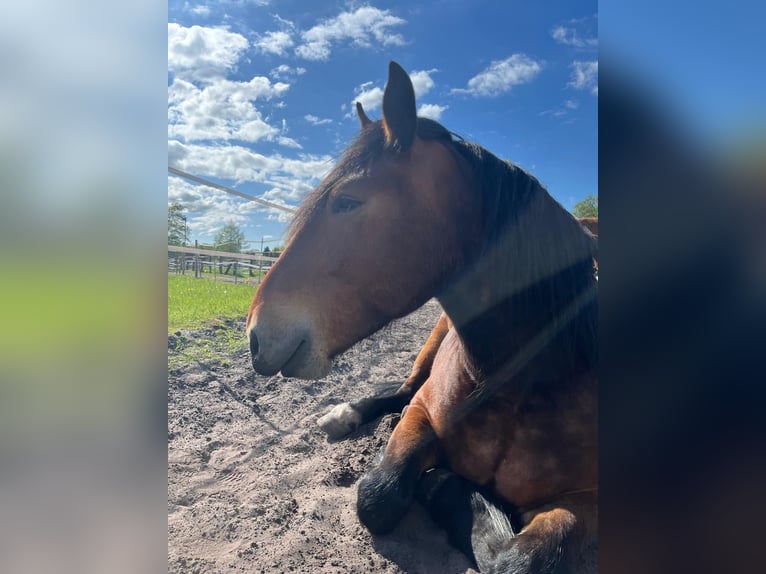 Noriker Wallach 6 Jahre 153 cm Dunkelbrauner in Südbrookmerland Moorhusen
