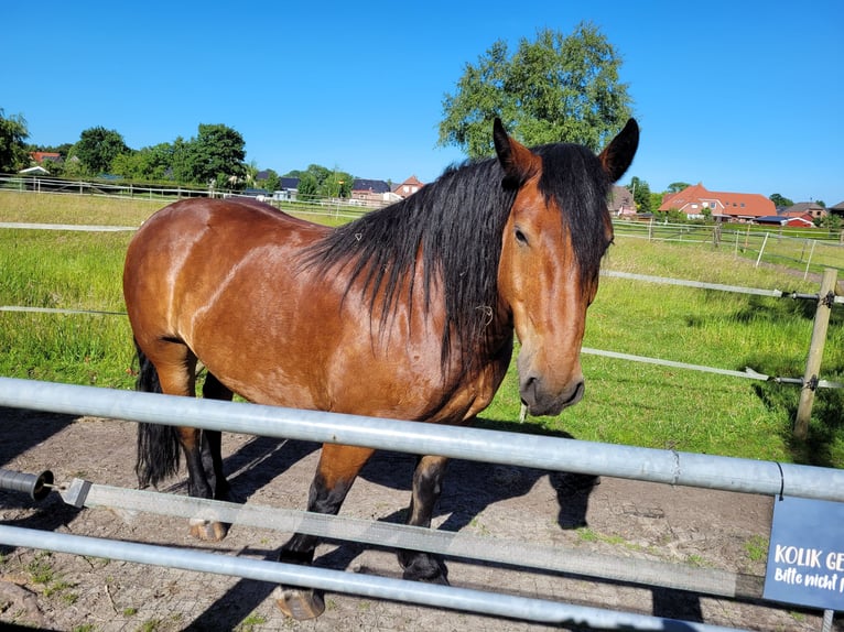 Noriker Wallach 6 Jahre 153 cm Dunkelbrauner in Südbrookmerland Moorhusen