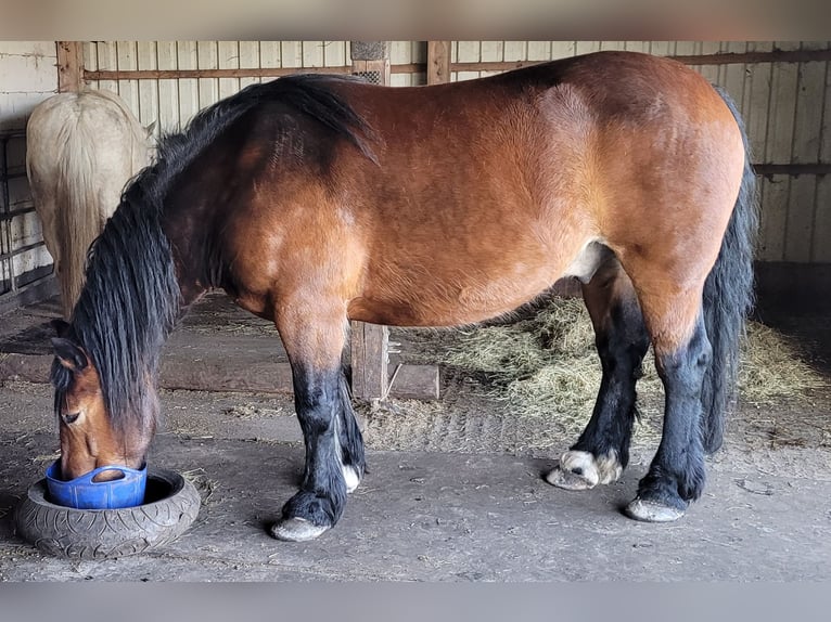 Noriker Wallach 6 Jahre 153 cm Dunkelbrauner in Südbrookmerland Moorhusen