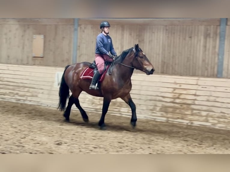 Noriker Wallach 6 Jahre 160 cm Brauner in Pelmberg