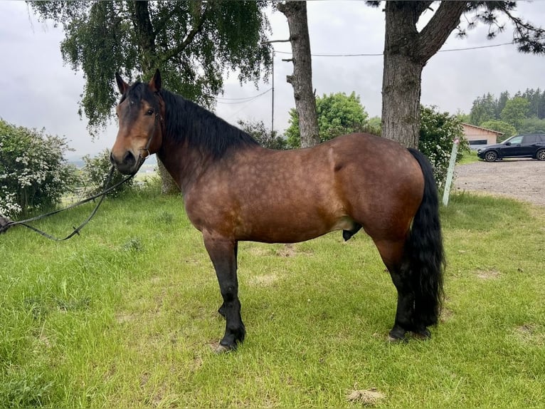 Noriker Wallach 6 Jahre 160 cm Brauner in Pelmberg