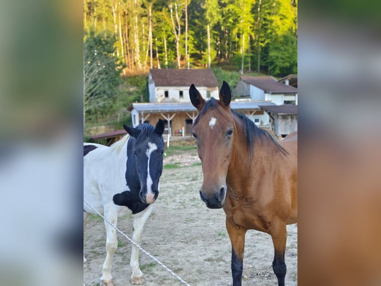 Noriker Mix Wallach 6 Jahre 160 cm Schecke in Eichberg bei Hartmannsdorf