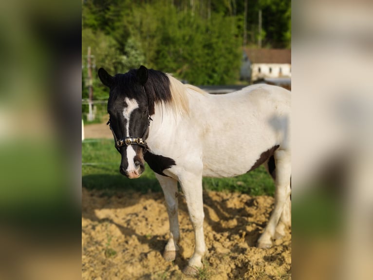 Noriker Mix Wallach 6 Jahre 160 cm Schecke in Eichberg bei Hartmannsdorf