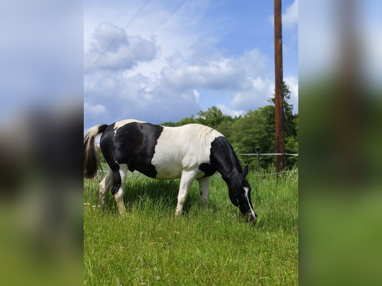 Noriker Mix Wallach 6 Jahre 160 cm Schecke in Eichberg bei Hartmannsdorf