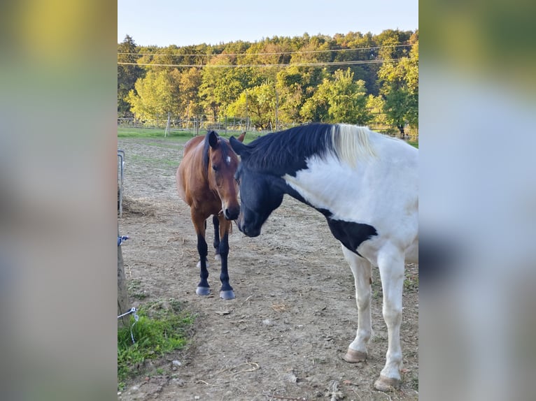 Noriker Mix Wallach 6 Jahre 160 cm Schecke in Eichberg bei Hartmannsdorf