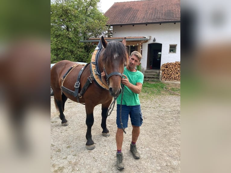 Noriker Wallach 6 Jahre 162 cm  in Gangkofen