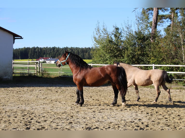 Noriker Wallach 6 Jahre 162 cm  in Gangkofen