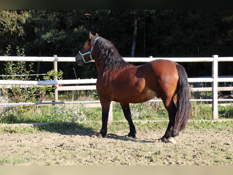 Noriker Wallach 6 Jahre 162 cm  in Gangkofen