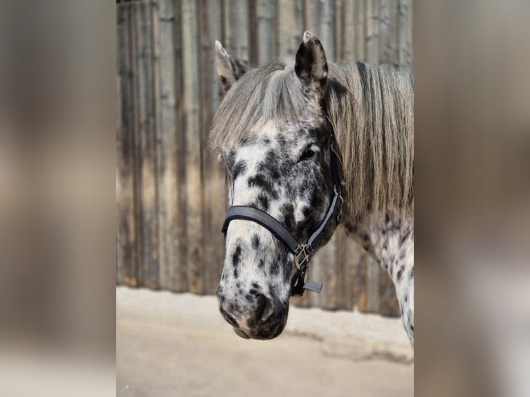 Noriker Wallach 6 Jahre 162 cm Tigerschecke in B&#xF6;nnigheim