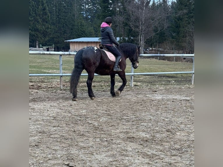 Noriker Wallach 6 Jahre 164 cm Tigerschecke in Lindberg