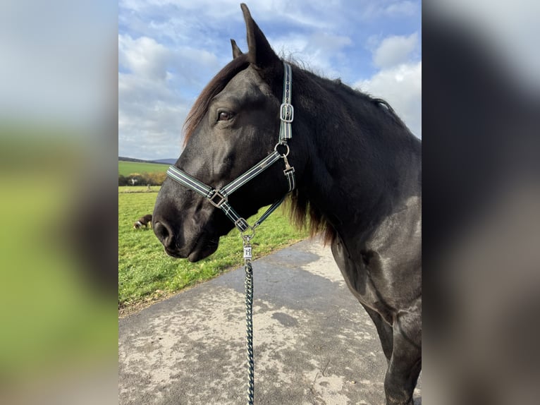 Noriker Wallach 6 Jahre 165 cm Rappe in Lügde