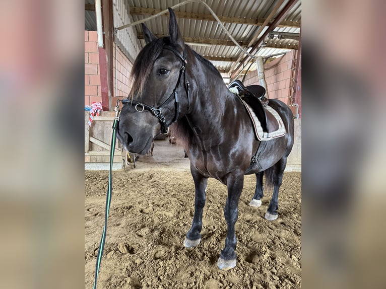Noriker Wallach 6 Jahre 165 cm Rappe in Lügde
