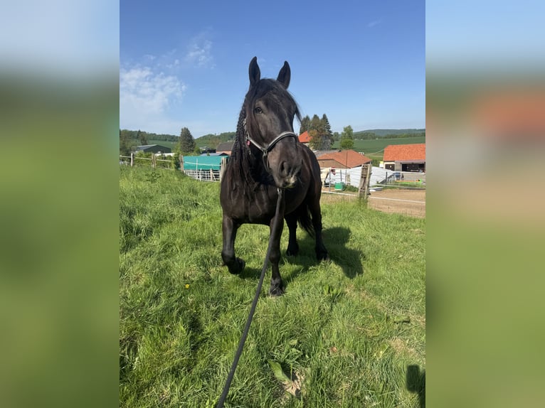 Noriker Wallach 6 Jahre 165 cm Rappe in Lügde