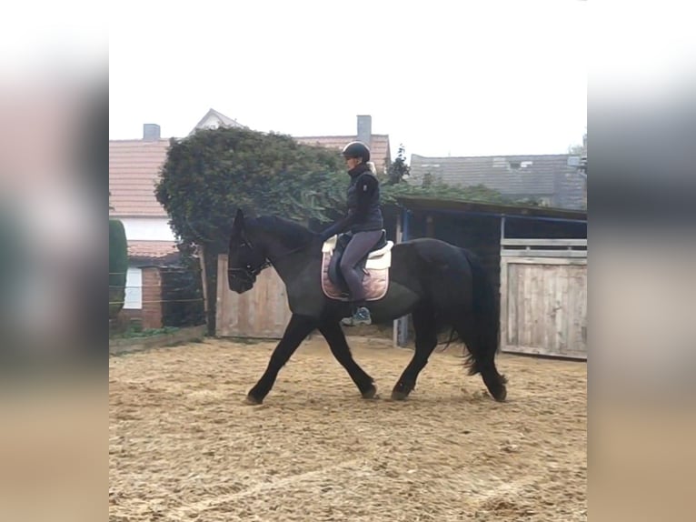 Noriker Mix Wallach 6 Jahre 165 cm Rappe in Petersberg OT Sennewitz
