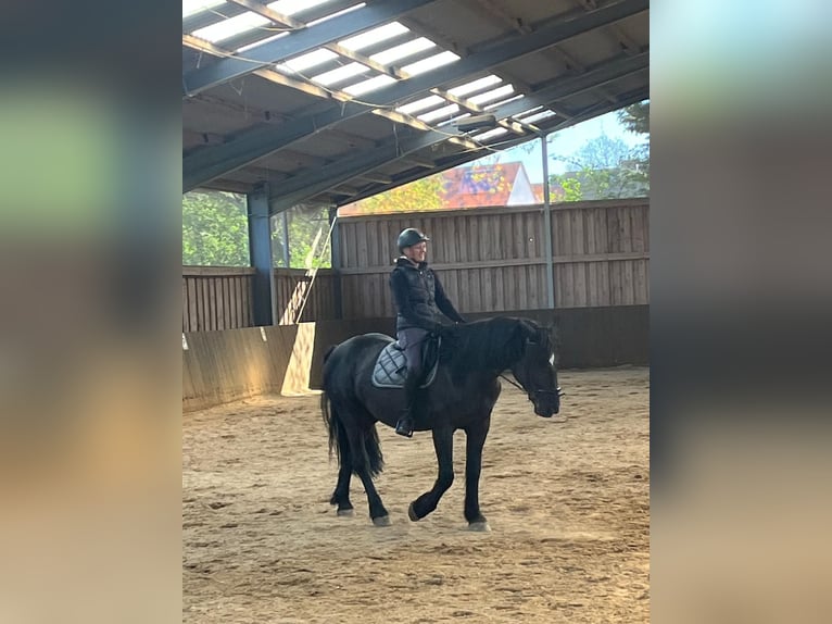 Noriker Mix Wallach 6 Jahre 165 cm Rappe in Petersberg OT Sennewitz