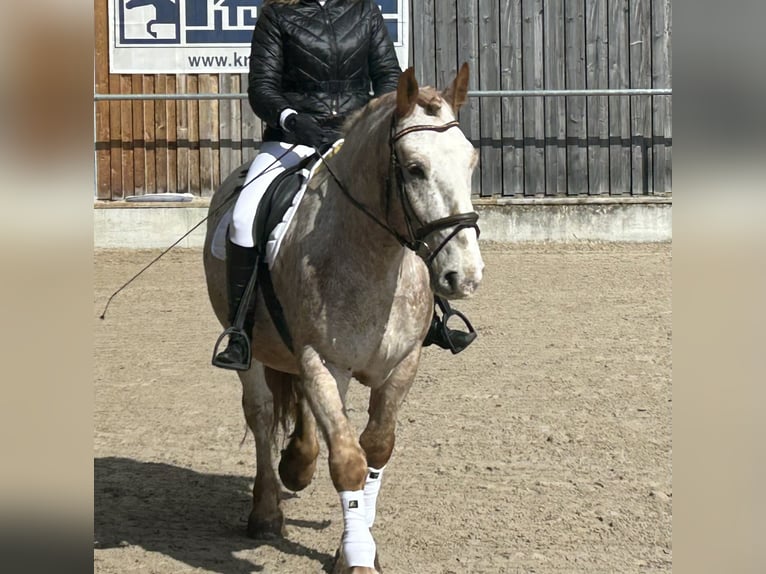 Noriker Wallach 6 Jahre 165 cm Roan-Red in Herrenberg