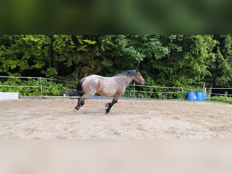Noriker Mix Wallach 6 Jahre 168 cm Braunfalbschimmel in Lederau