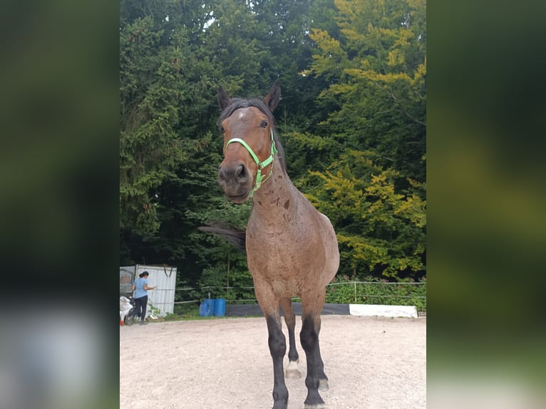 Noriker Mix Wallach 6 Jahre 168 cm Braunfalbschimmel in Lederau