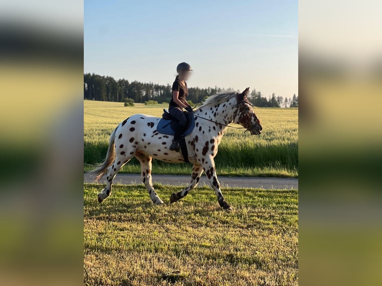 Noriker Wallach 6 Jahre 168 cm Tigerschecke in Waldkirchen an der Thaya