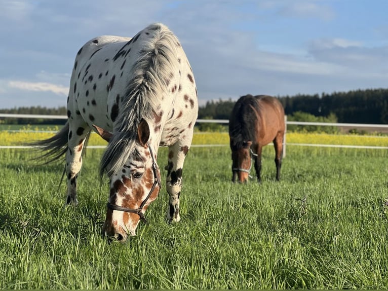 Noriker Wallach 6 Jahre 168 cm Tigerschecke in Waldkirchen an der Thaya