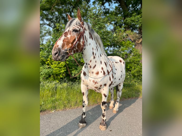 Noriker Wallach 6 Jahre 168 cm Tigerschecke in Waldkirchen an der Thaya