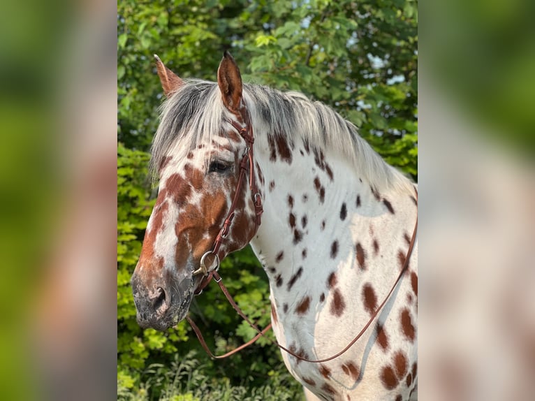 Noriker Wallach 6 Jahre 168 cm Tigerschecke in Waldkirchen an der Thaya