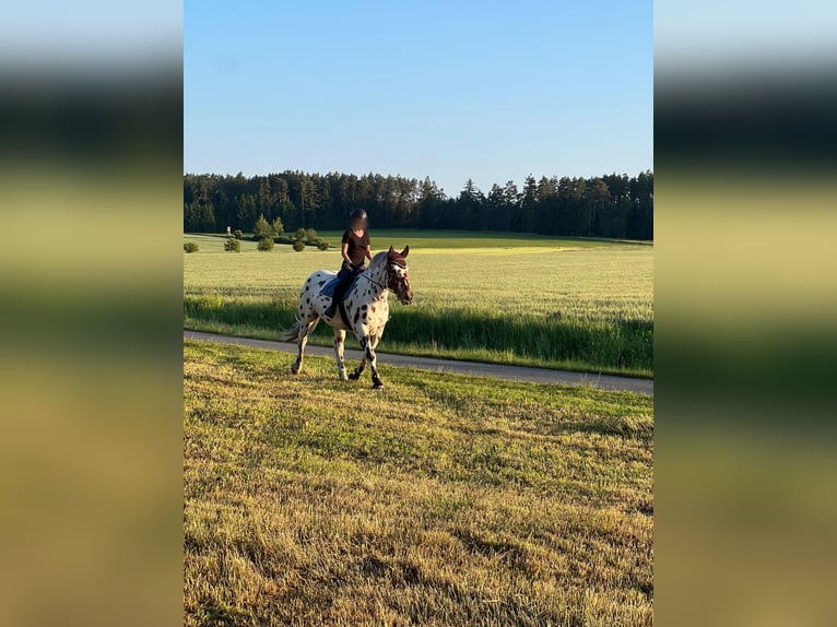 Noriker Wallach 6 Jahre 168 cm Tigerschecke in Waldkirchen an der Thaya
