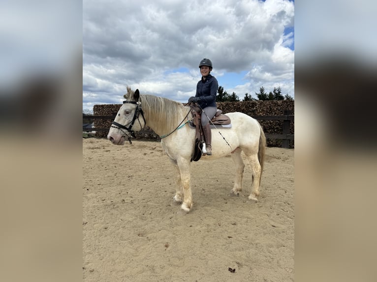 Noriker Wallach 6 Jahre 170 cm Schimmel in Olmscheid