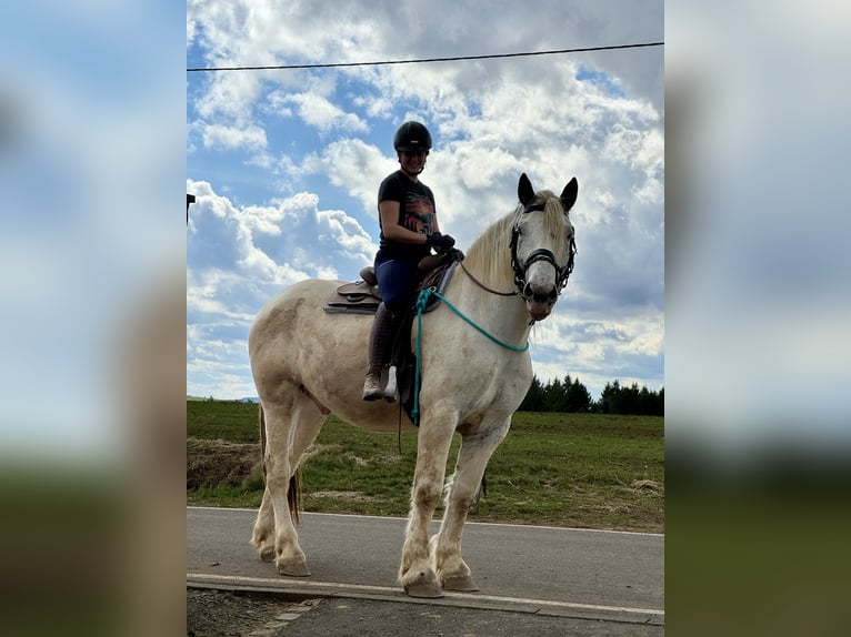 Noriker Wallach 6 Jahre 170 cm Schimmel in Olmscheid