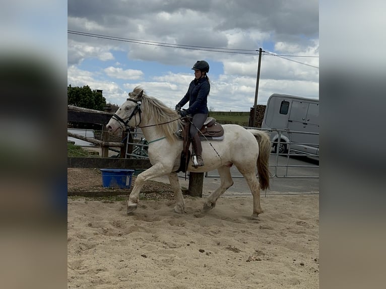 Noriker Wallach 6 Jahre 170 cm Schimmel in Olmscheid