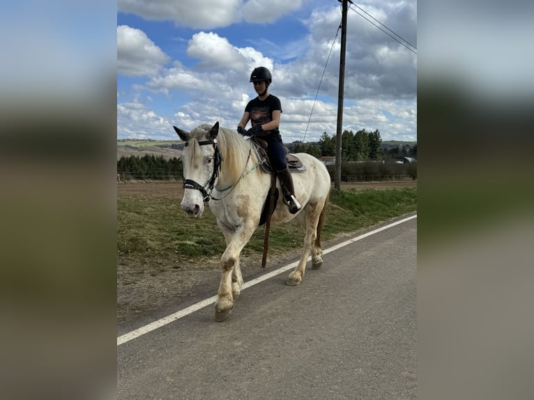 Noriker Wallach 6 Jahre 170 cm Schimmel in Olmscheid