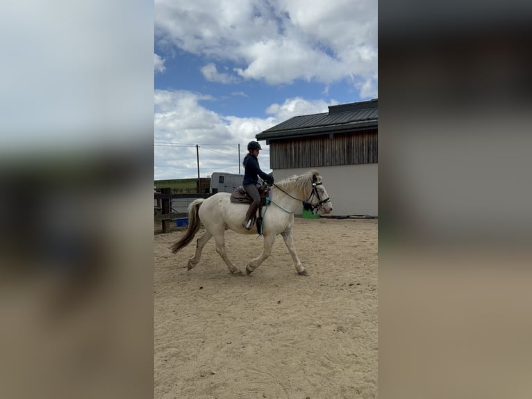 Noriker Wallach 6 Jahre 170 cm Schimmel in Olmscheid