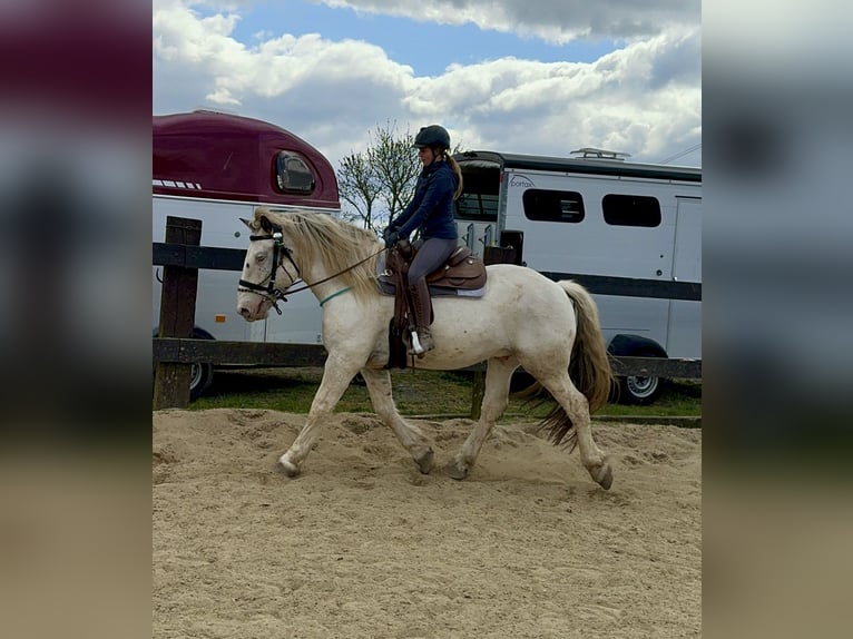 Noriker Wallach 6 Jahre 170 cm Schimmel in Olmscheid