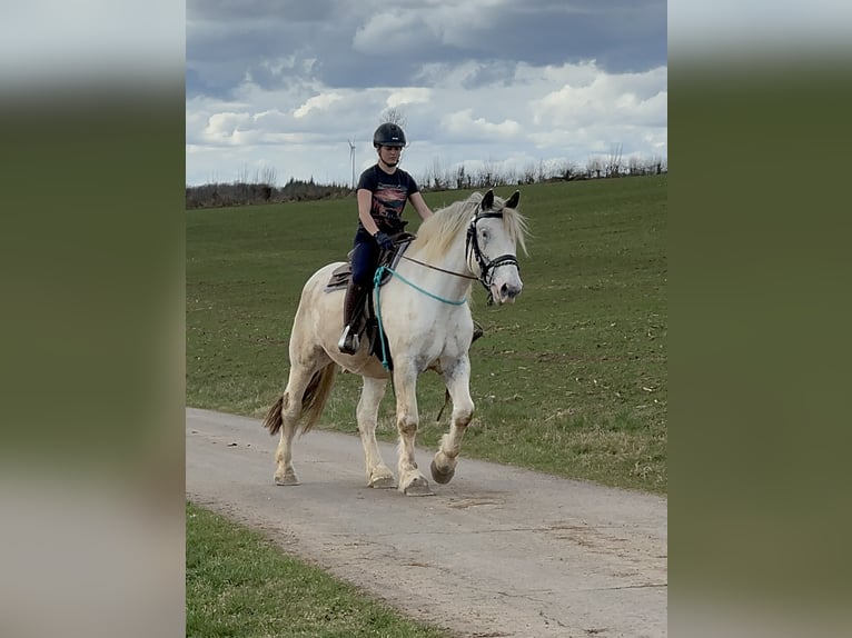 Noriker Wallach 6 Jahre 170 cm Schimmel in Olmscheid