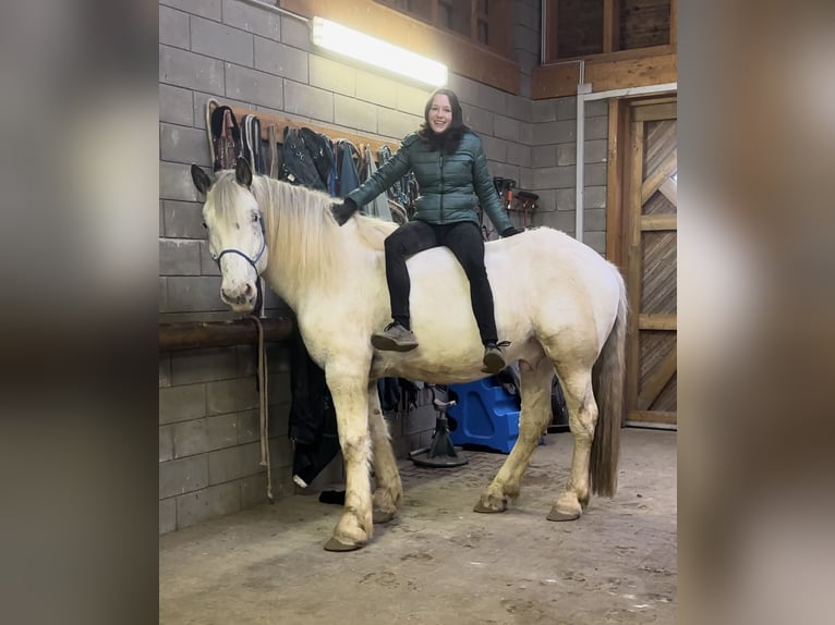 Noriker Wallach 6 Jahre 170 cm Tigerschecke in Olmscheid