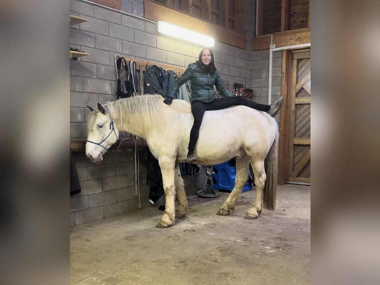 Noriker Wallach 6 Jahre 170 cm Tigerschecke in Olmscheid