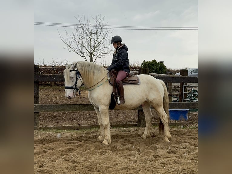 Noriker Wallach 6 Jahre 170 cm Tigerschecke in Olmscheid