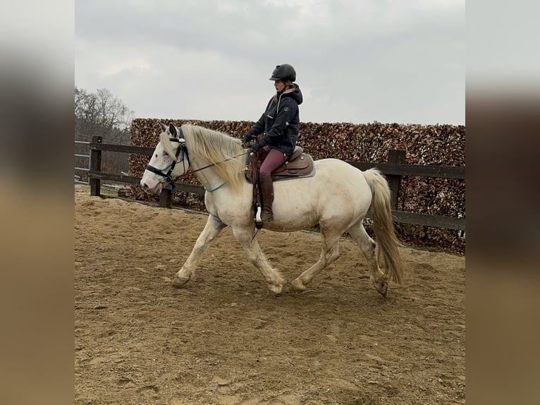 Noriker Wallach 6 Jahre 170 cm Tigerschecke in Olmscheid