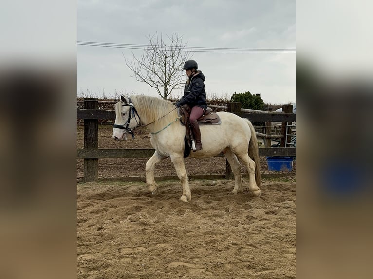 Noriker Wallach 6 Jahre 170 cm Tigerschecke in Olmscheid