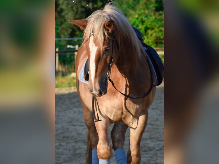 Noriker Wallach 6 Jahre 172 cm Fuchs in Wülfrath