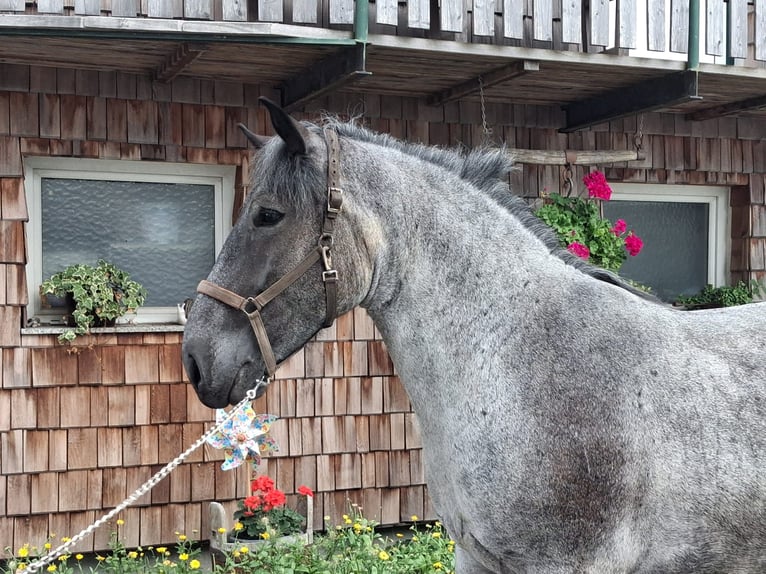 Noriker Wallach 6 Jahre  in Attersee am Attersee