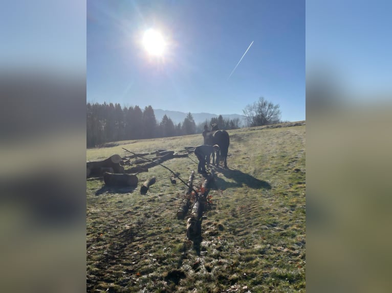 Noriker Wallach 6 Jahre  in Attersee am Attersee