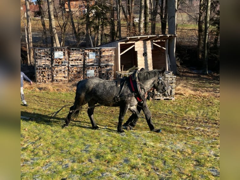 Noriker Wallach 6 Jahre  in Attersee am Attersee