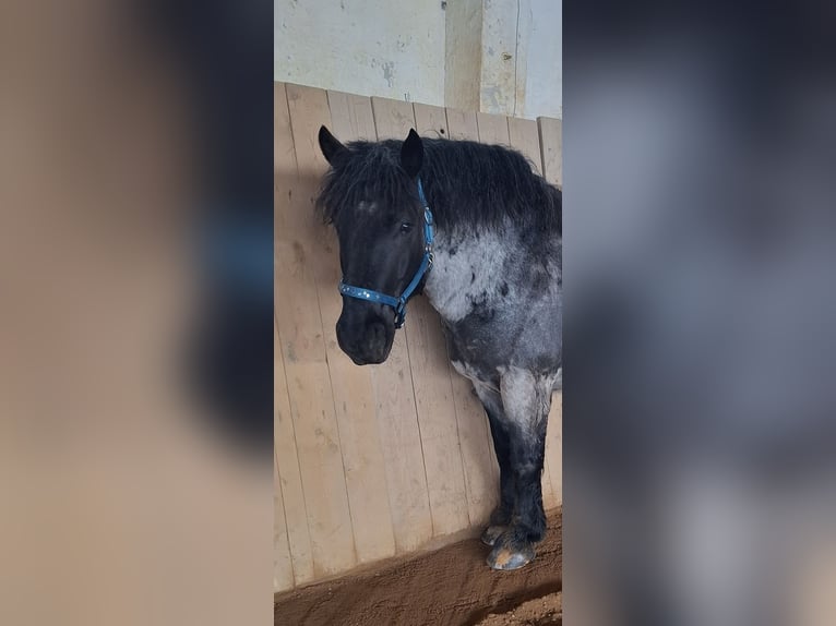 Noriker Mix Wallach 7 Jahre 156 cm Roan-Blue in Langenbernsdorf