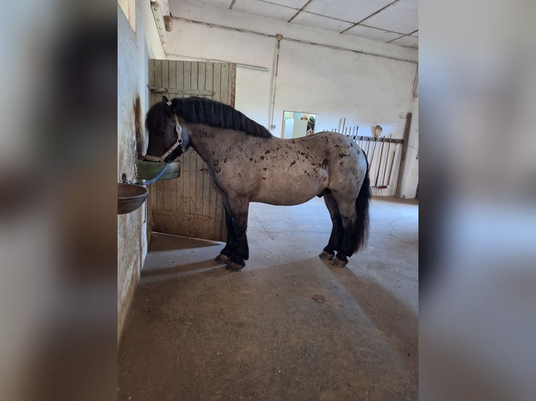 Noriker Mix Wallach 7 Jahre 156 cm Roan-Blue in Leubnitz