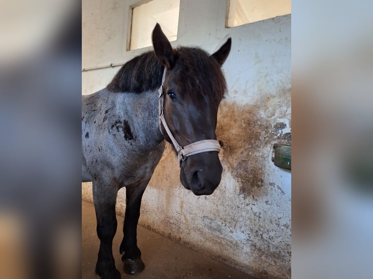 Noriker Mix Wallach 7 Jahre 156 cm Roan-Blue in Leubnitz