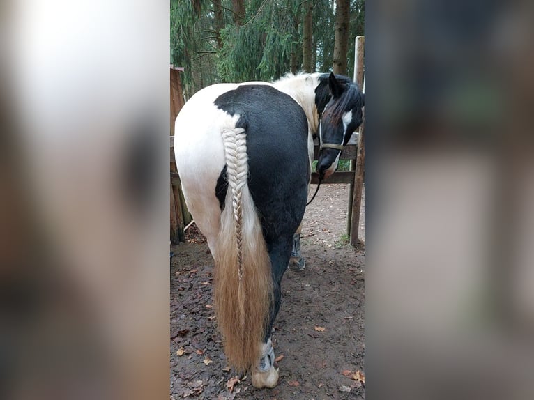 Noriker Wallach 7 Jahre 160 cm Schecke in Welden