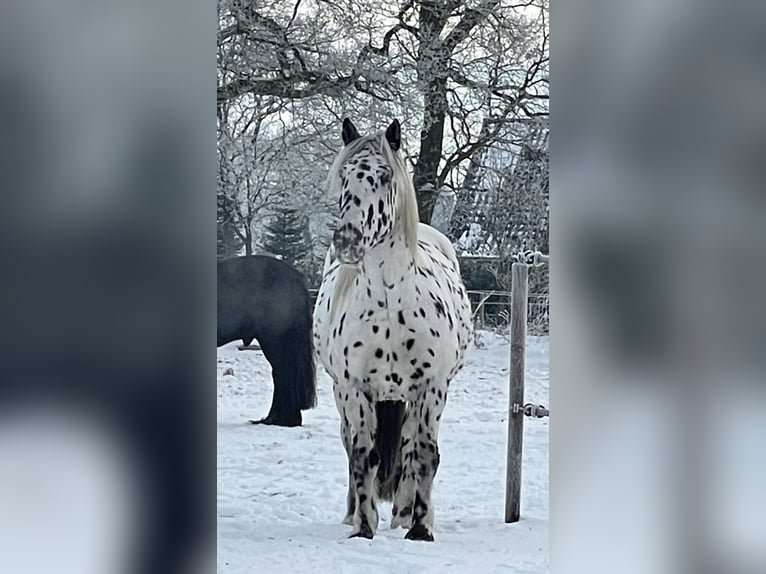 Noriker Wallach 7 Jahre 160 cm Tigerschecke in Großefehn